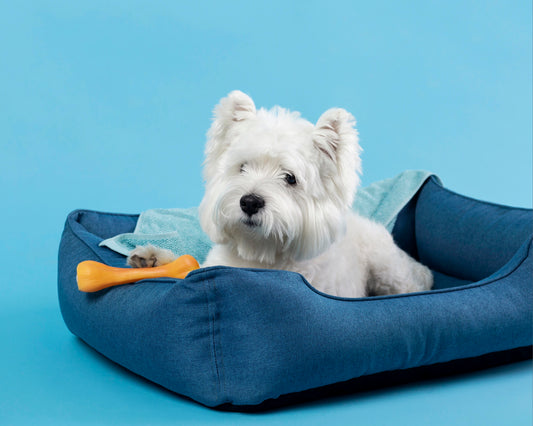 Everything Your Pets Need to Thrive